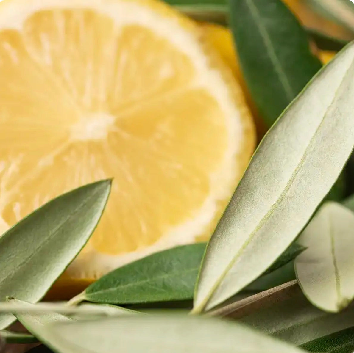 Olive Branch