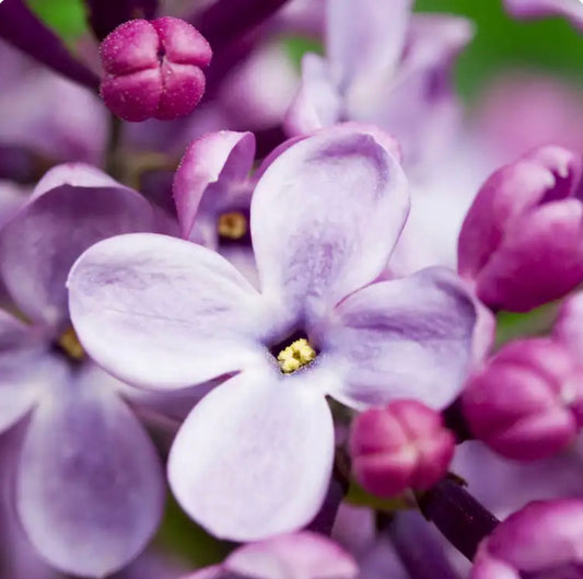 French Lilac