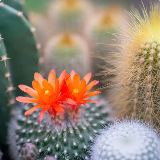Cactus Flower