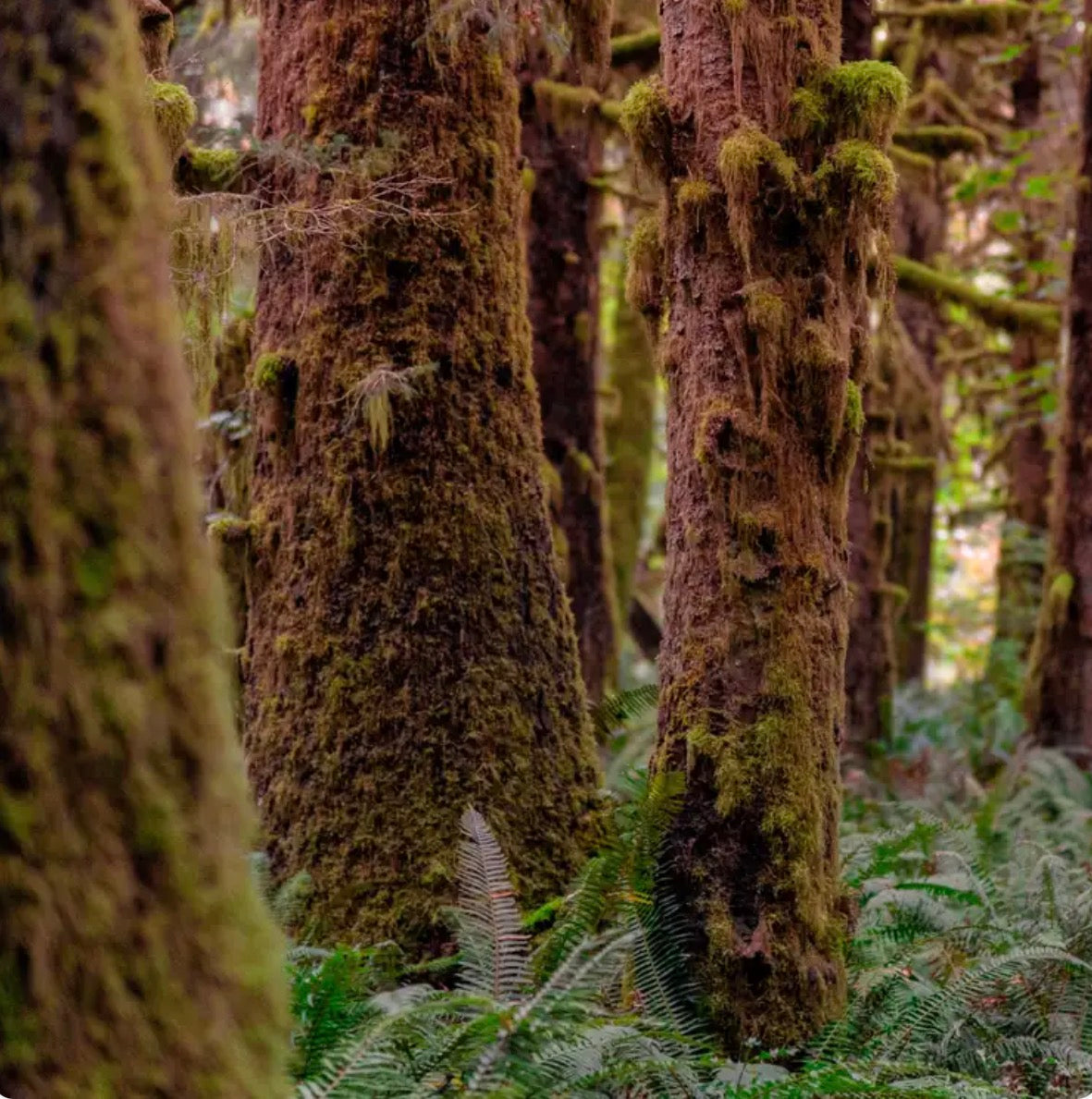 Pacific Northwest